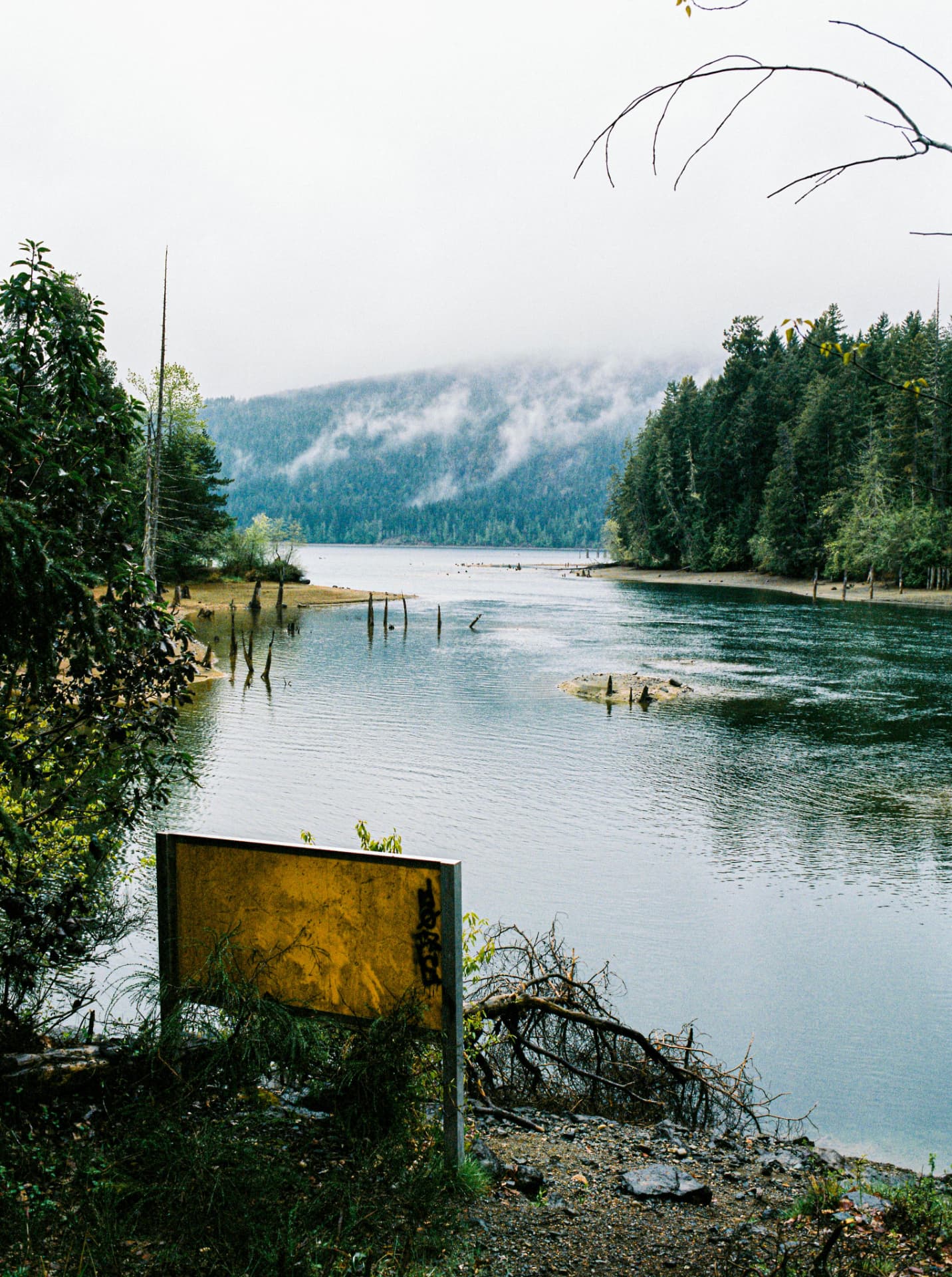 Ghost Forest — bleached stumps standing in a lake below a fog-covered ridge